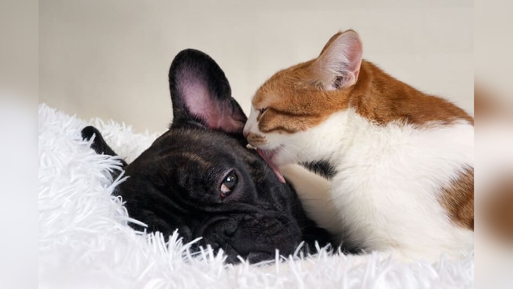 Why is My Dog Grooming My Cat: Surprising Bond Explained!