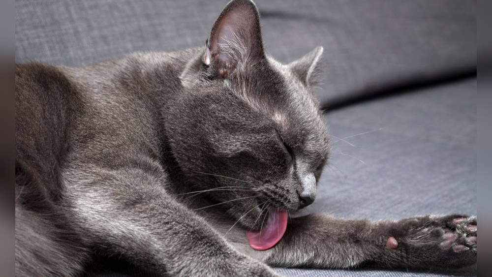 Why is My Elderly Cat Over Grooming: Causes & Solutions Explained