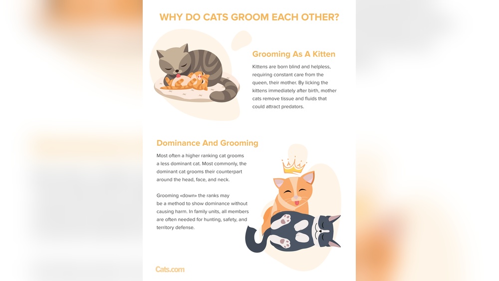 Why is My Male Cat Grooming My Female Cat: Surprising Reasons Explained