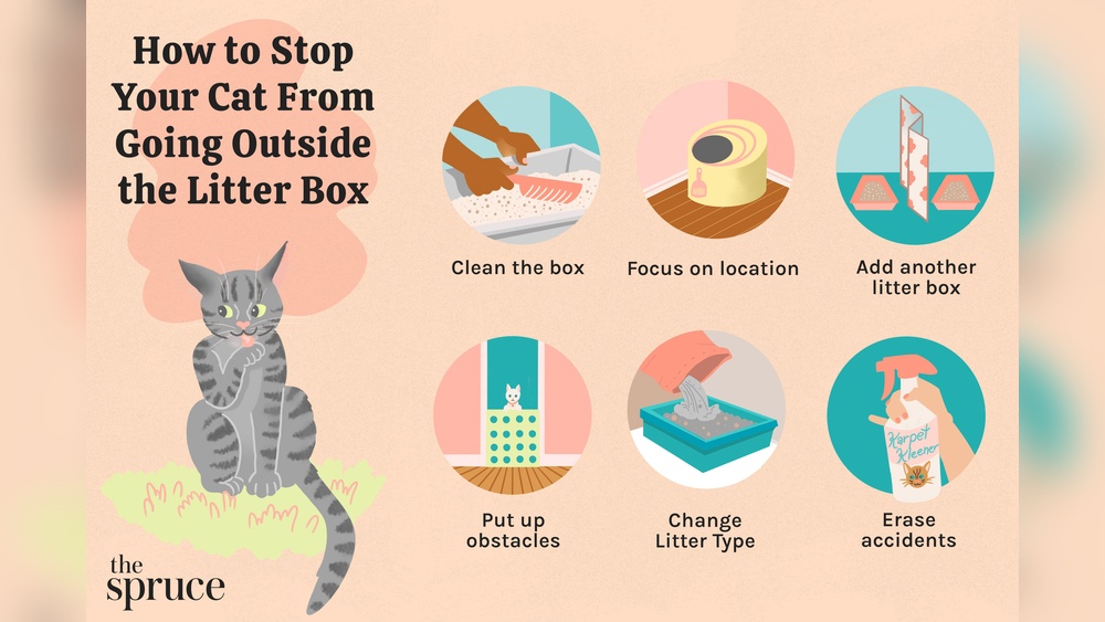 Why is My Potty Trained Cat Peeing in the House? Top Causes Revealed