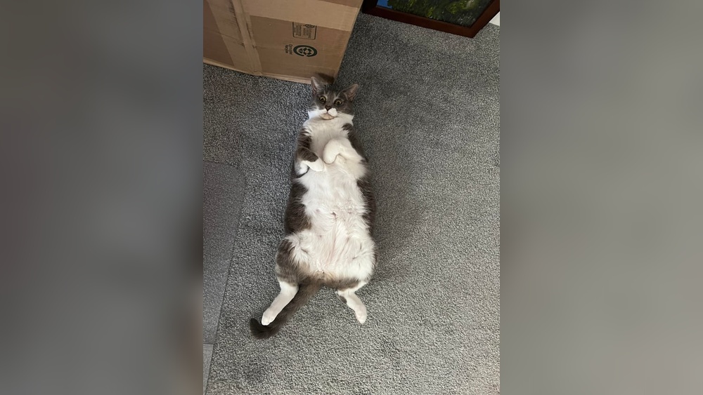 Why is My Potty Trained Cat Pooping on the Floor: Top Causes Revealed