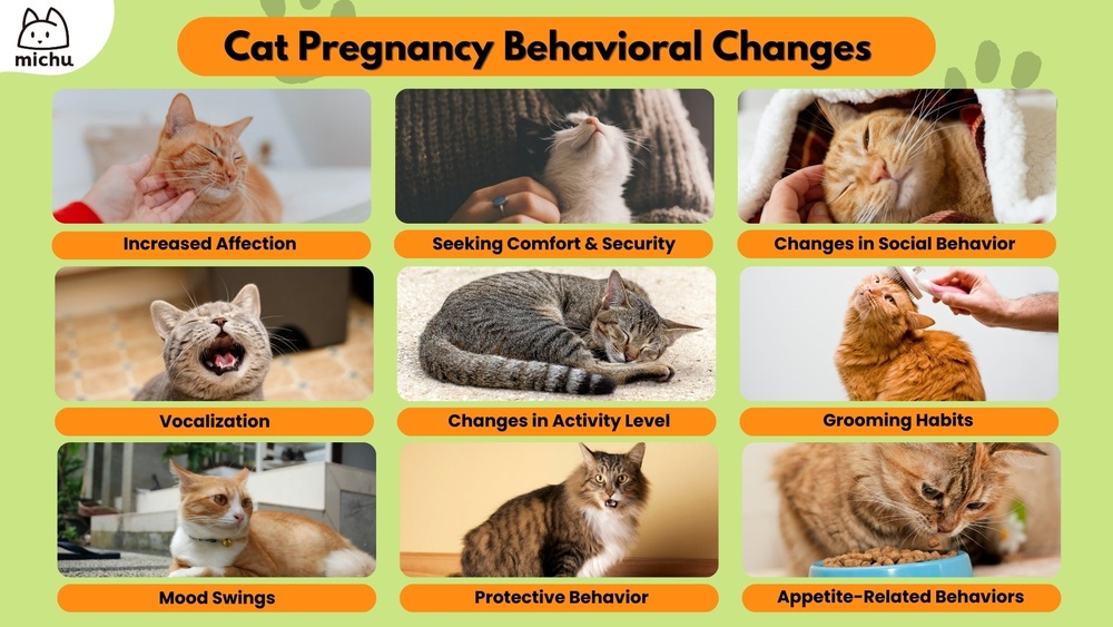 Why is My Pregnant Cat Grooming So Much: Surprising Reasons Explained