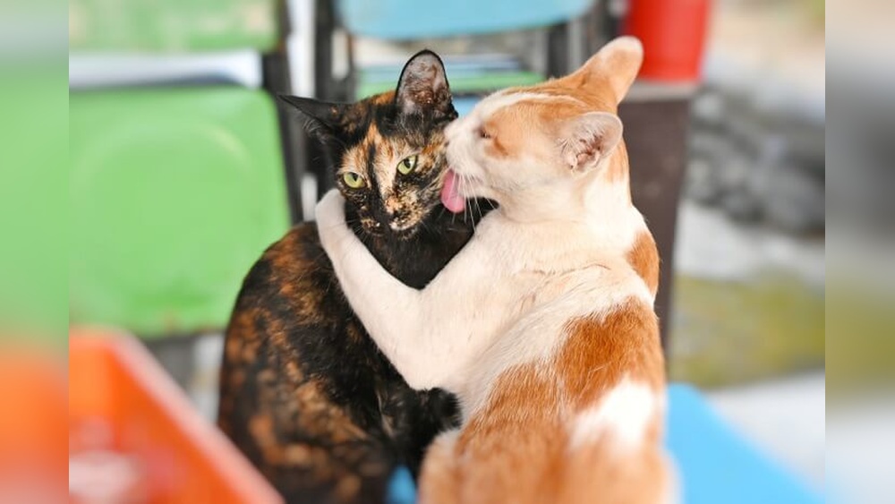 Why is One Cat Grooms the Other: Surprising Cat Behavior Explained