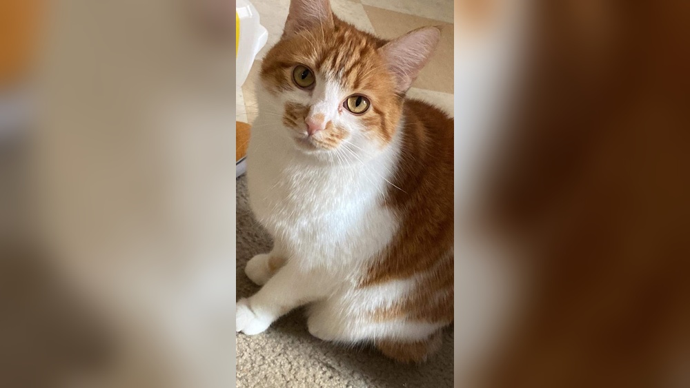 Why My Cat Triest to Groom Me: Surprising Reasons Explained