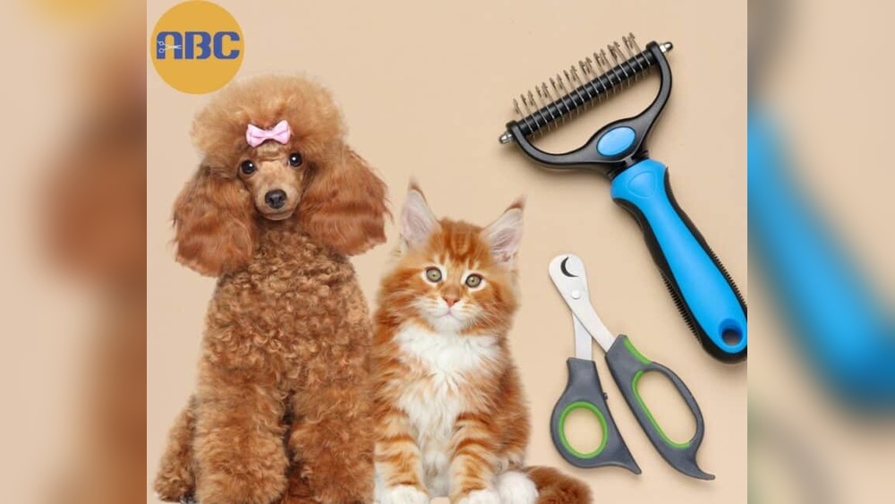 Why Professional Cat Grooming: Essential Benefits for Happy Cats