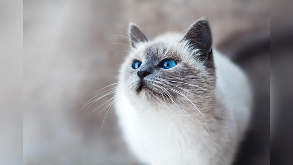 Why Ragdoll Cats are the Best Than All Cat Breeds: Irresistible Charm