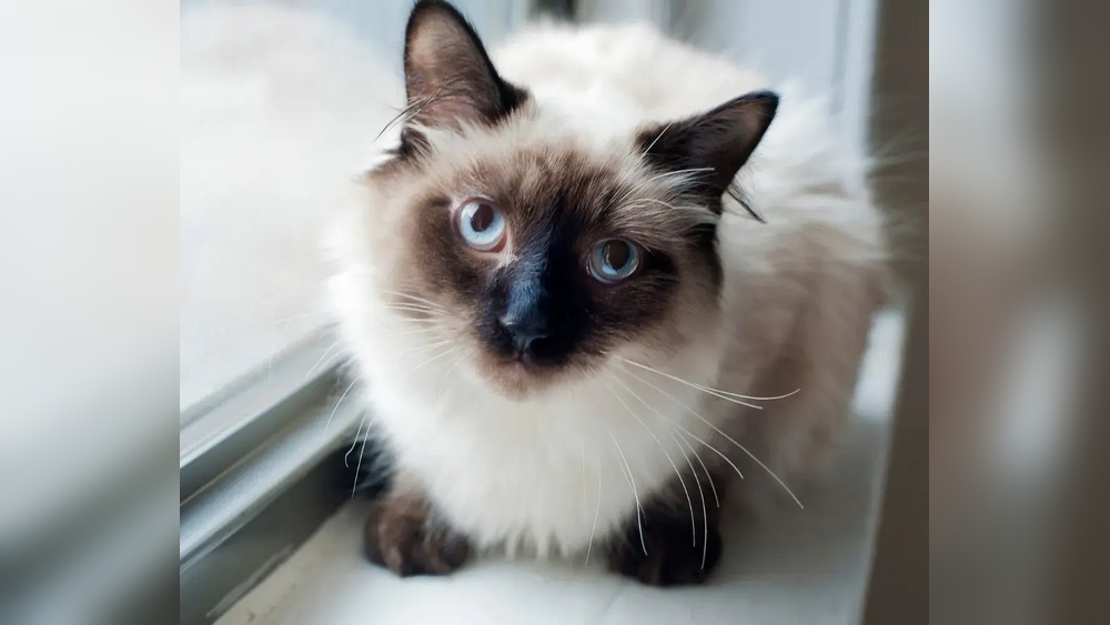 Why These Friendly Cat Breeds Can&rsquo;t Get Enough Attention: Irresistible Charm