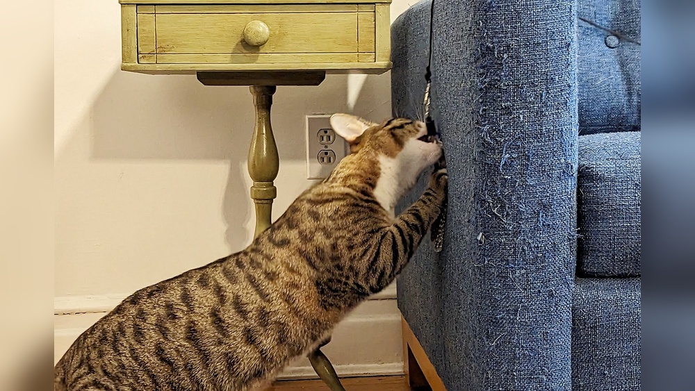 Why Wand Toys are Good for Cats: Boost Fun & Health Instantly