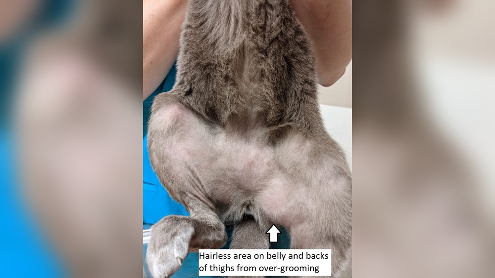 Why Would a Cat Over Groom: Surprising Causes & Solutions