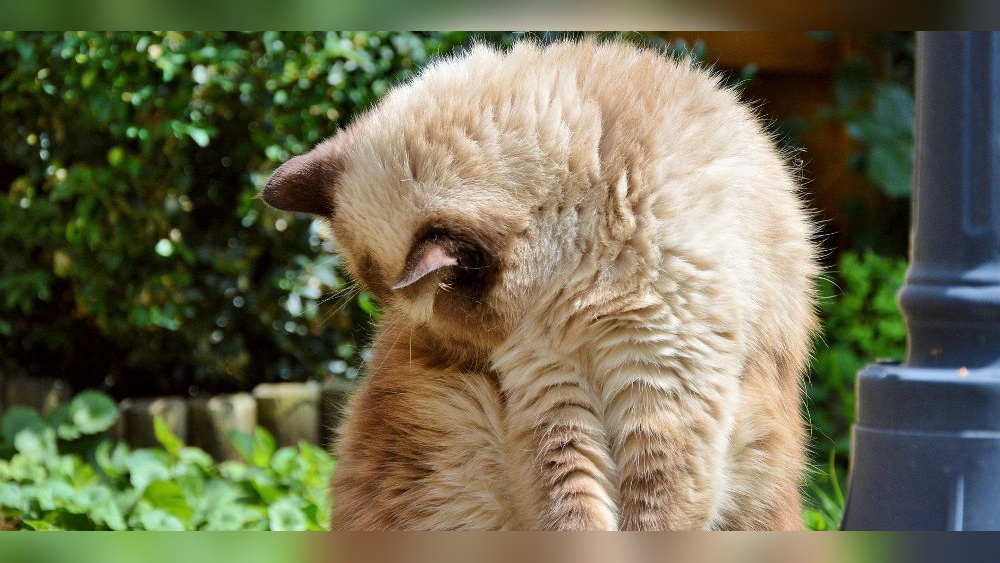 Why Would a Cat Stop Grooming Itself: Shocking Causes Explained