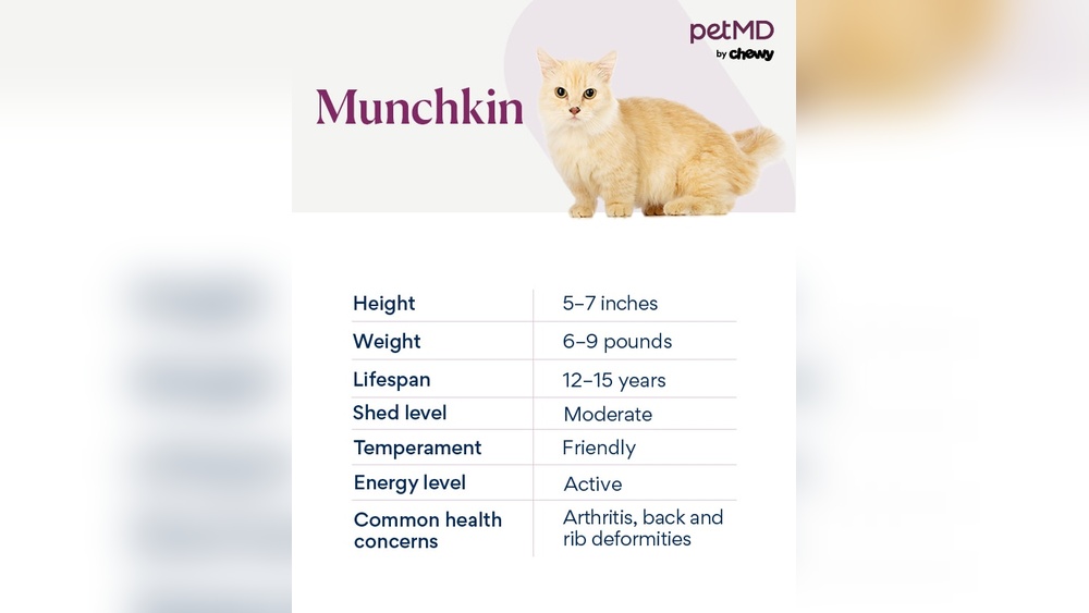 Why You Should Be against Breeding Munchkin Cats: Shocking Truths Revealed