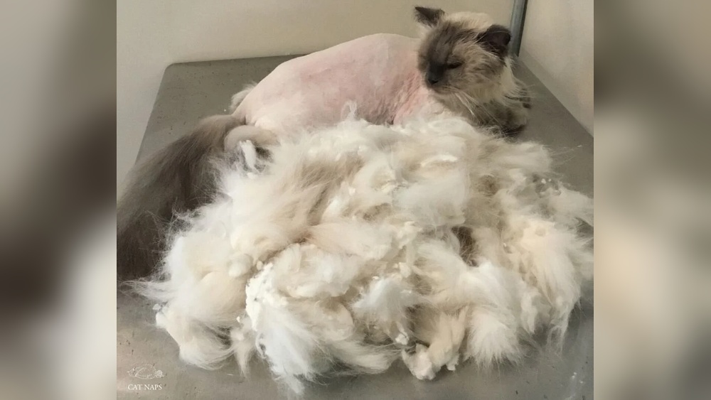 Will a Cat Groomer Remove Mat? Expert Tips to Save Your Cat