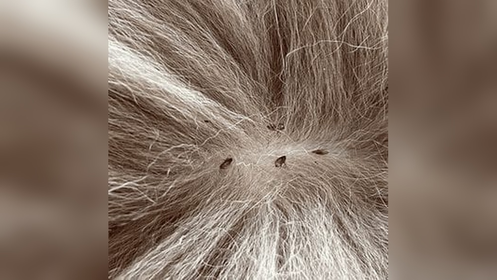 Will a Groomer Take My Cat If She Has Fleas? Essential Facts!