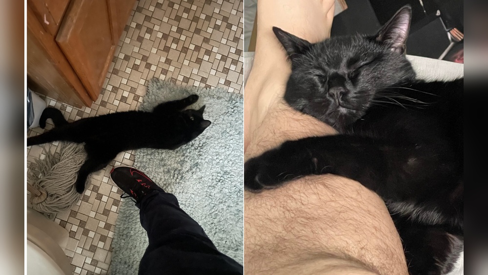 Will a Spider Bite Affect Cats Behavior: Shocking Signs to Watch