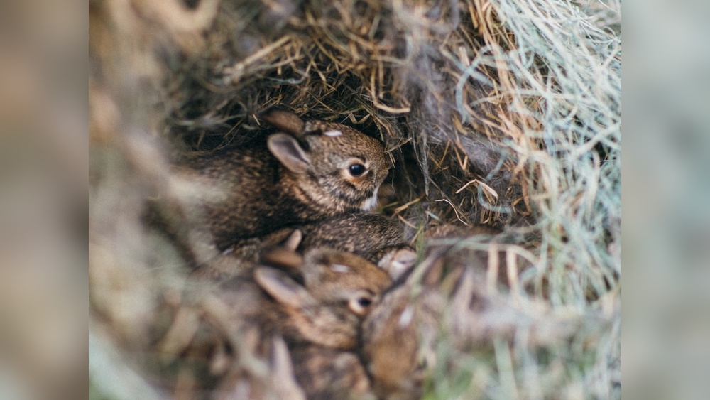Will a Wild Rabbit Take Care of an Abandoned Kitten? Surprising Facts