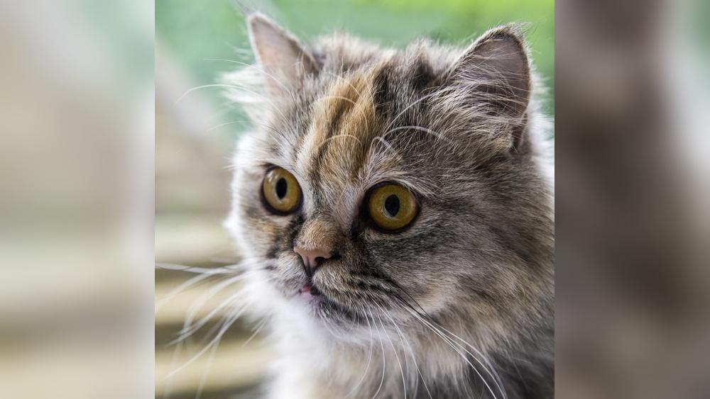 Will Cat Breeder Provide Pedigree? Essential Facts Revealed