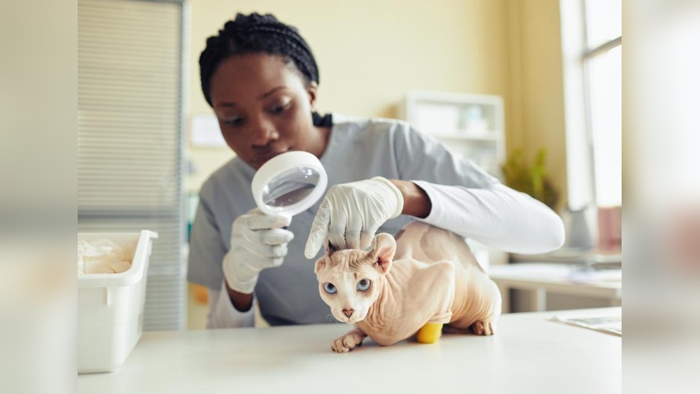 Will Cats With Parametriosis Over Groom? Shocking Truth Revealed