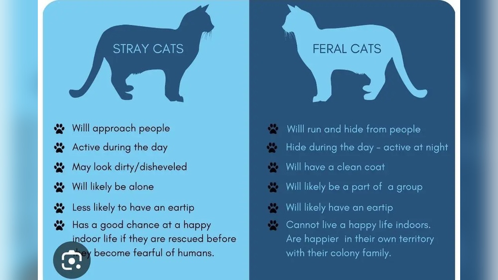 Will Groomers Groom a Feral Cat? Expert Insights Revealed