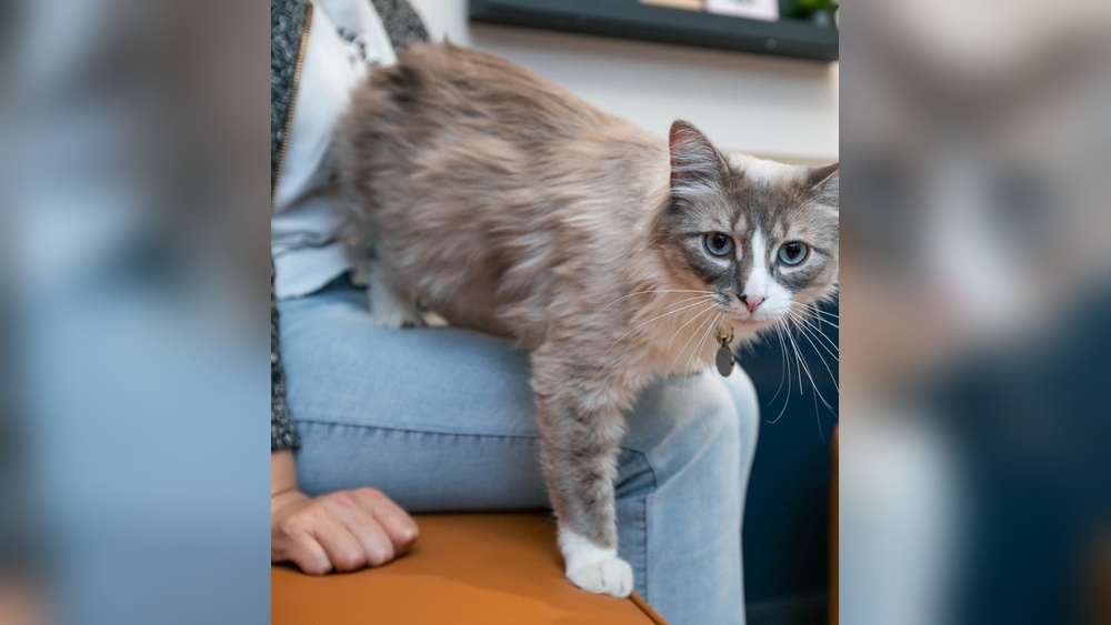 Will Grooming a Cat Help With Shedding: Expert Tips Revealed