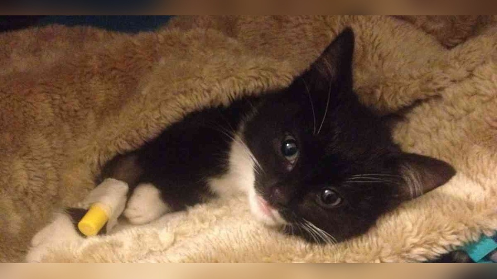 Will Kitten Jump around If Ran Over by a Car