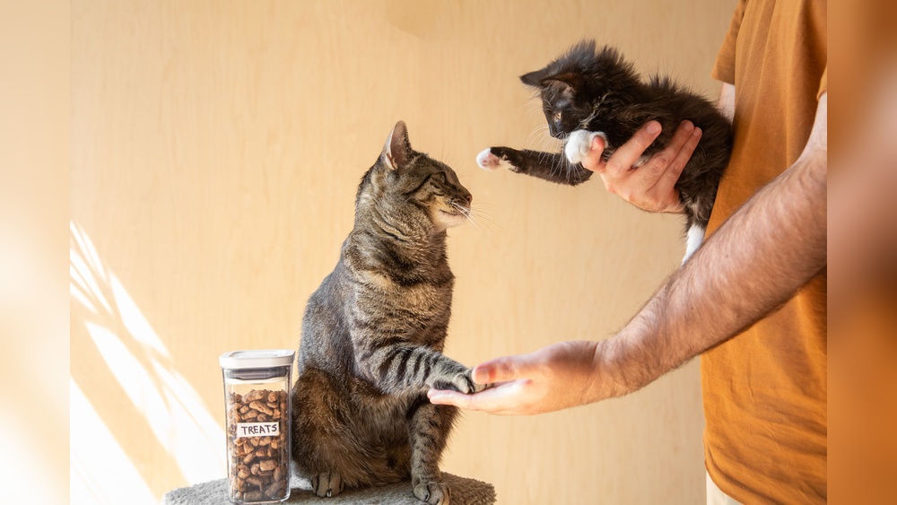 Will My Adult Cat Take Care of My New Kitten? Expert Insights