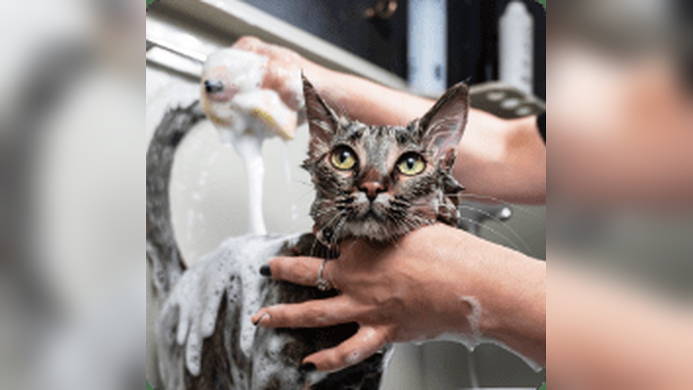 Will Petco Groom a Cat? Expert Tips and What to Expect