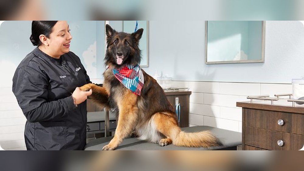 Will Petsmart Groom Cat for Free First Time: Truth Revealed!