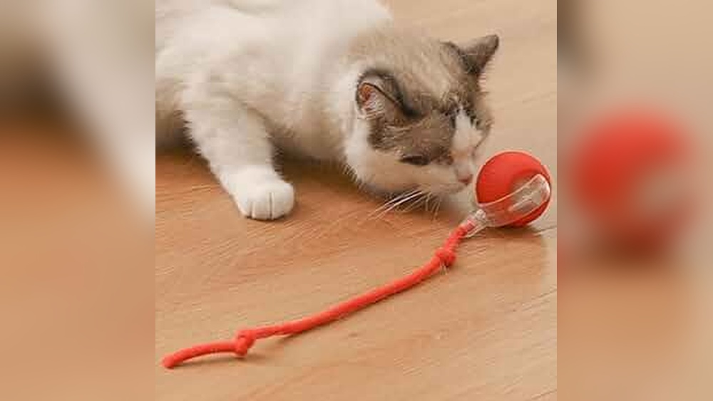 Will.Cats Play With Dog.Toys: Surprising Facts You Must Know