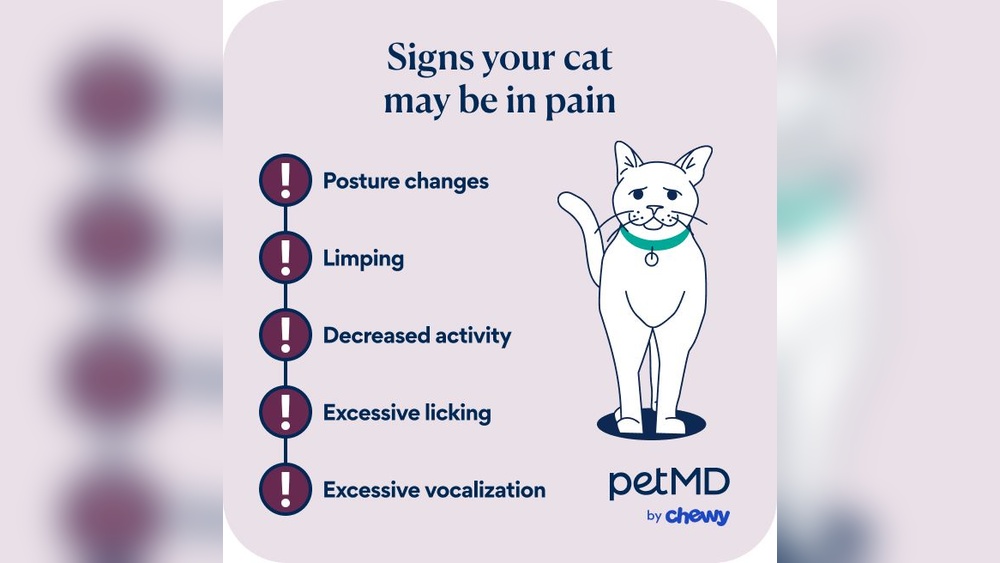 Would One Cat Grooming Another Cat Cause Stomach Issues? Surprising Facts